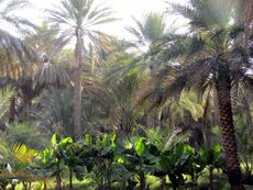 164 Bananen und Palmen.JPG